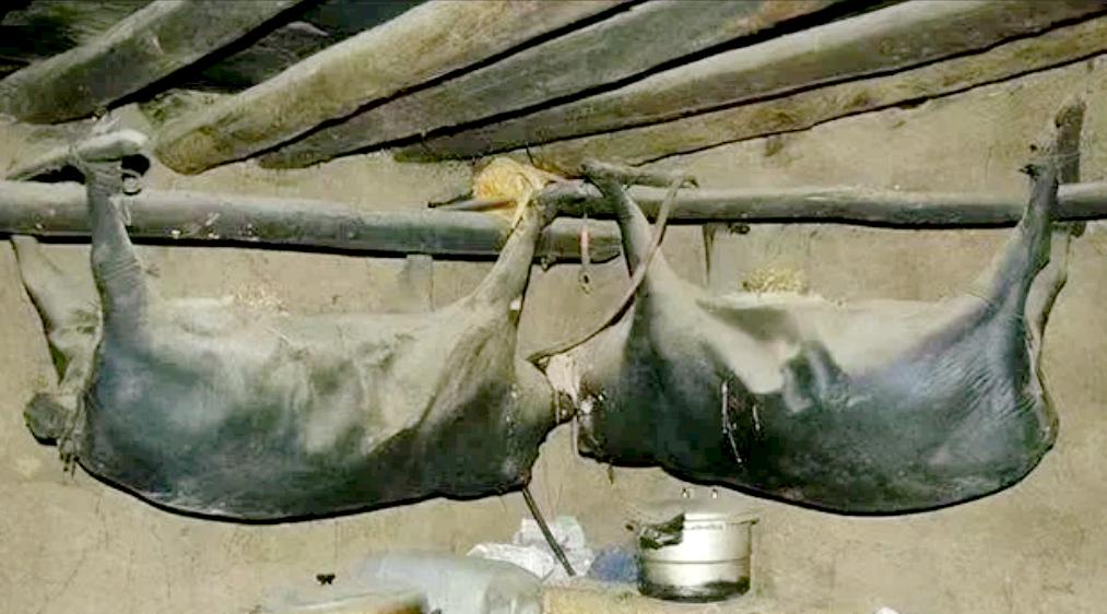 四川道孚县一户人家，房梁上挂着一只死了53年的猪，浑身上下散发着恶臭，户主却把它