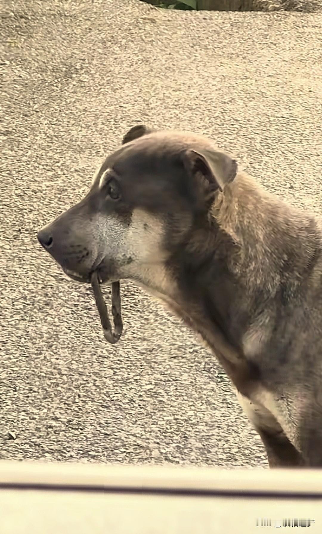 “太揪心了！”浙江，一男子送快递，路过某村子时，突遇一只下巴上晃悠着铁钩的狗狗，