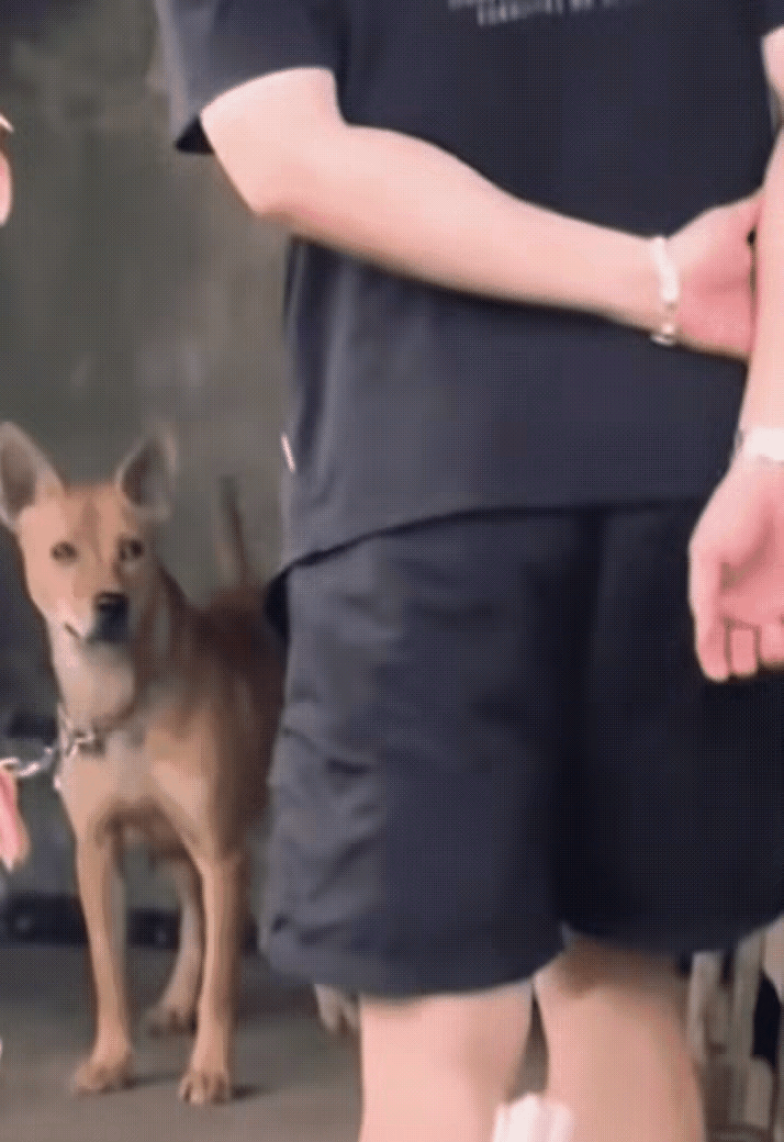 狗狗的记忆力也是非常好的，曾经伤害过它的人，它可是记得清清楚楚，一只狗狗曾经的主