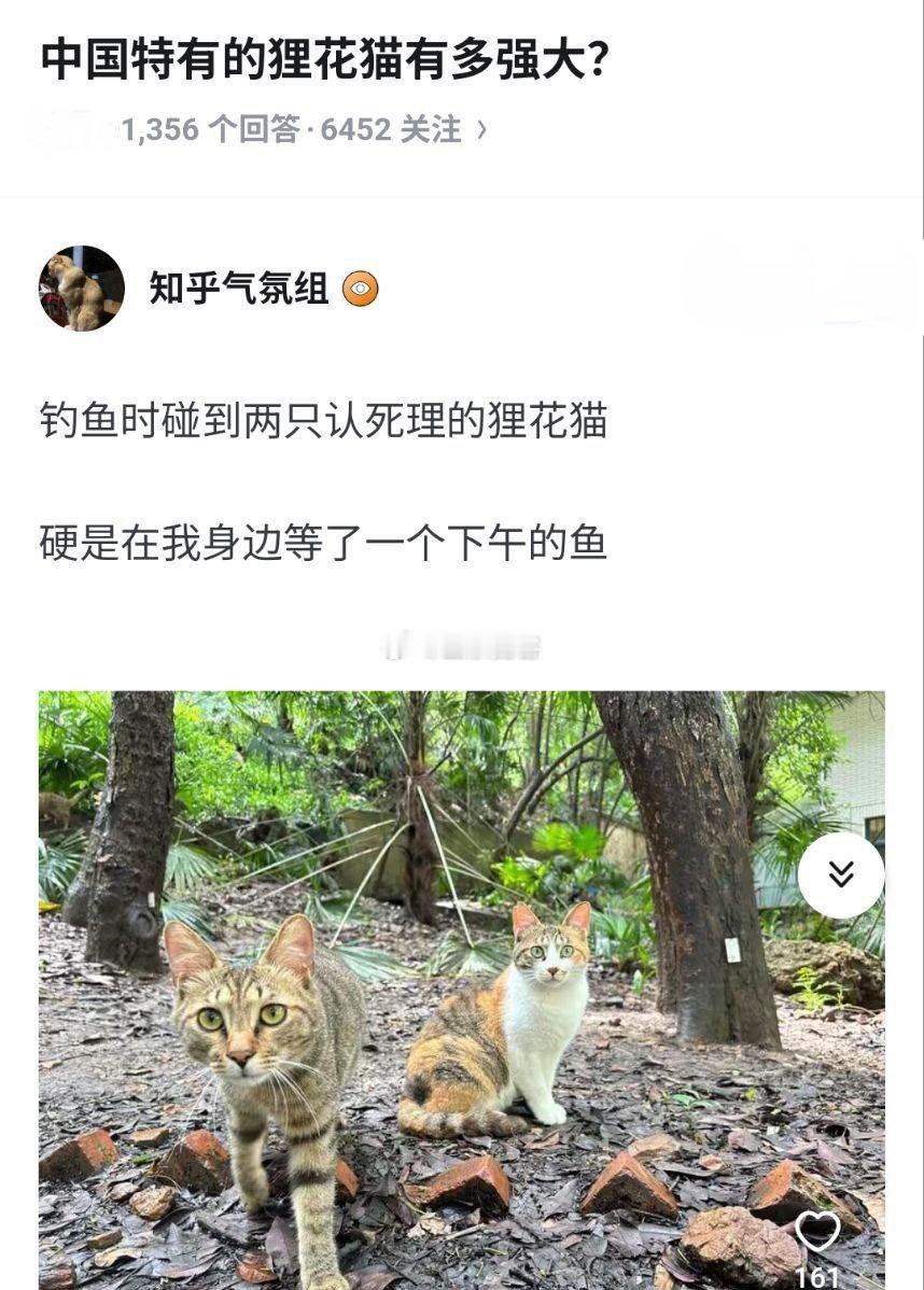 中国特有的狸花猫有多强大？​​​