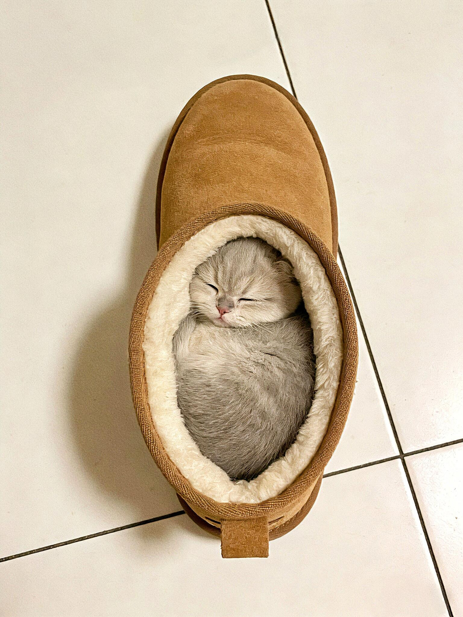 在雪地靴里睡觉的小猫