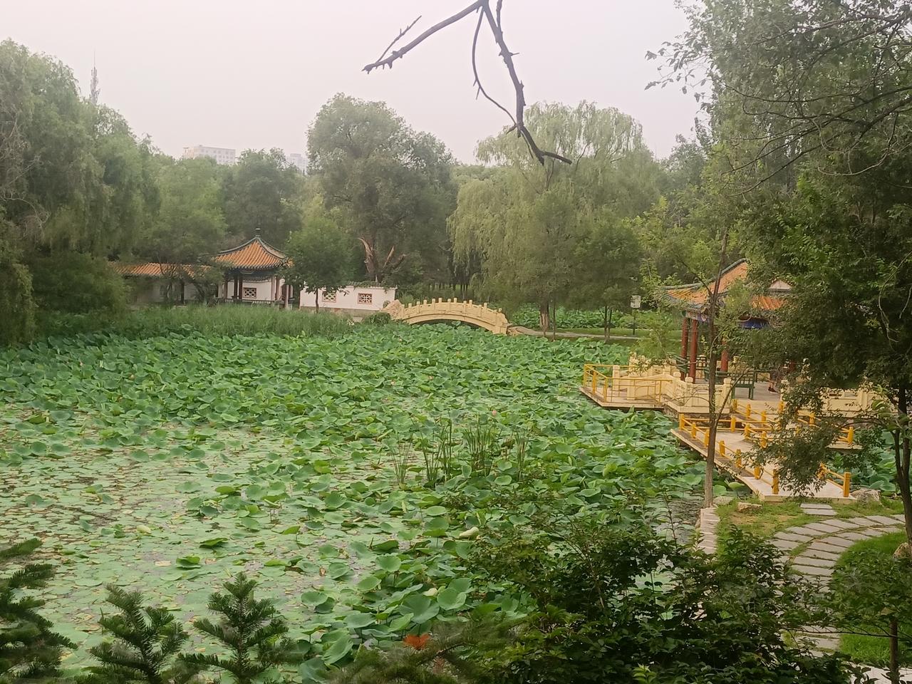半池荷香，半盏清欢浅夏悠悠，荷风漫染岁月。褪去尘世喧嚣，寻一隅安静，守一份恬