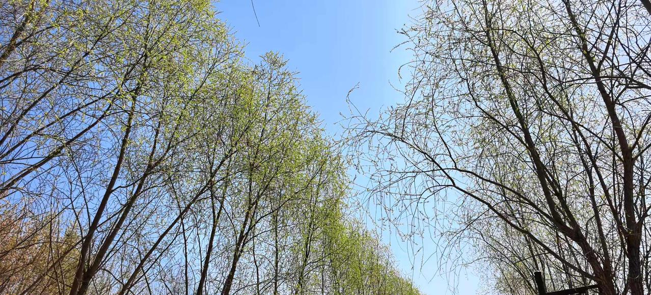 才思池畔柳成荫