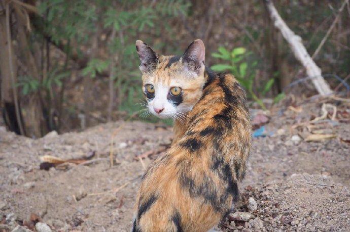 我真的不是夜猫子，更会按时睡觉...