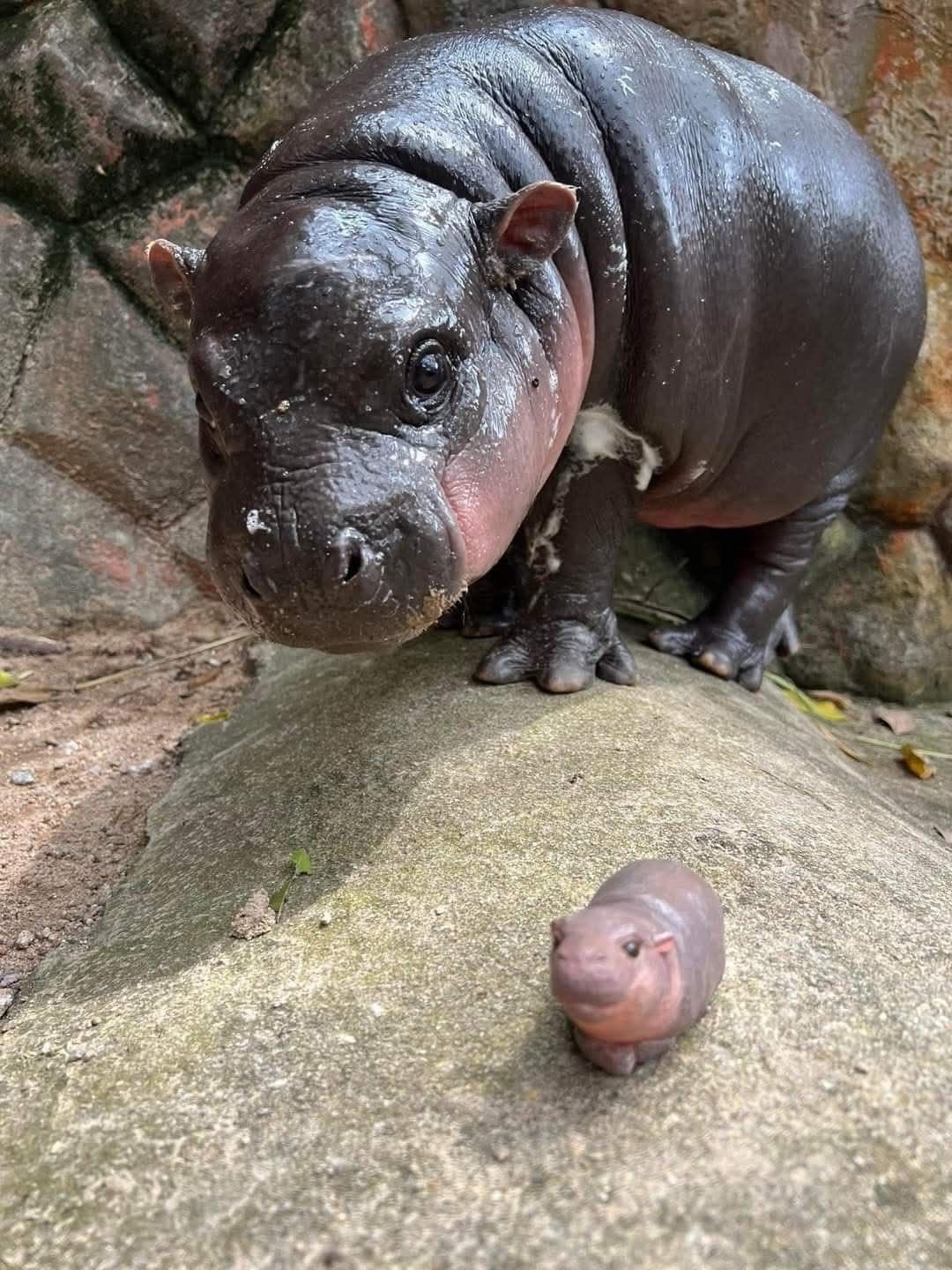 迷你小河马！૮꒰˃̵͈᷄˂̵͈᷅꒱ა!!​​​