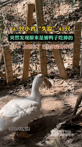 真是解释不清了！福建厦门，女子养了47只小鸡。几天后却只有6只了，小鸡的尸体