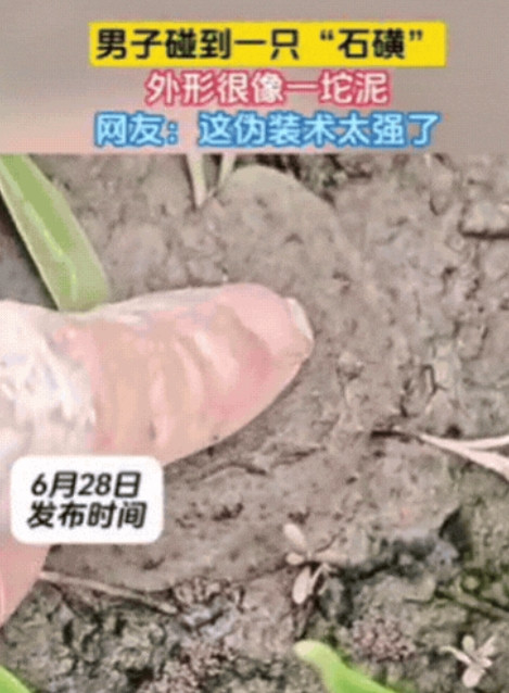 6月28日，男子在爬山时，发现前方泥土竟然在动！他以为是蛇，结果凑近之后，才发现