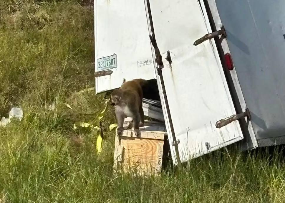一辆满载实验用猴的卡车在密西西比州59号州际公路上侧翻,数十只恒河猴趁机逃脱。警
