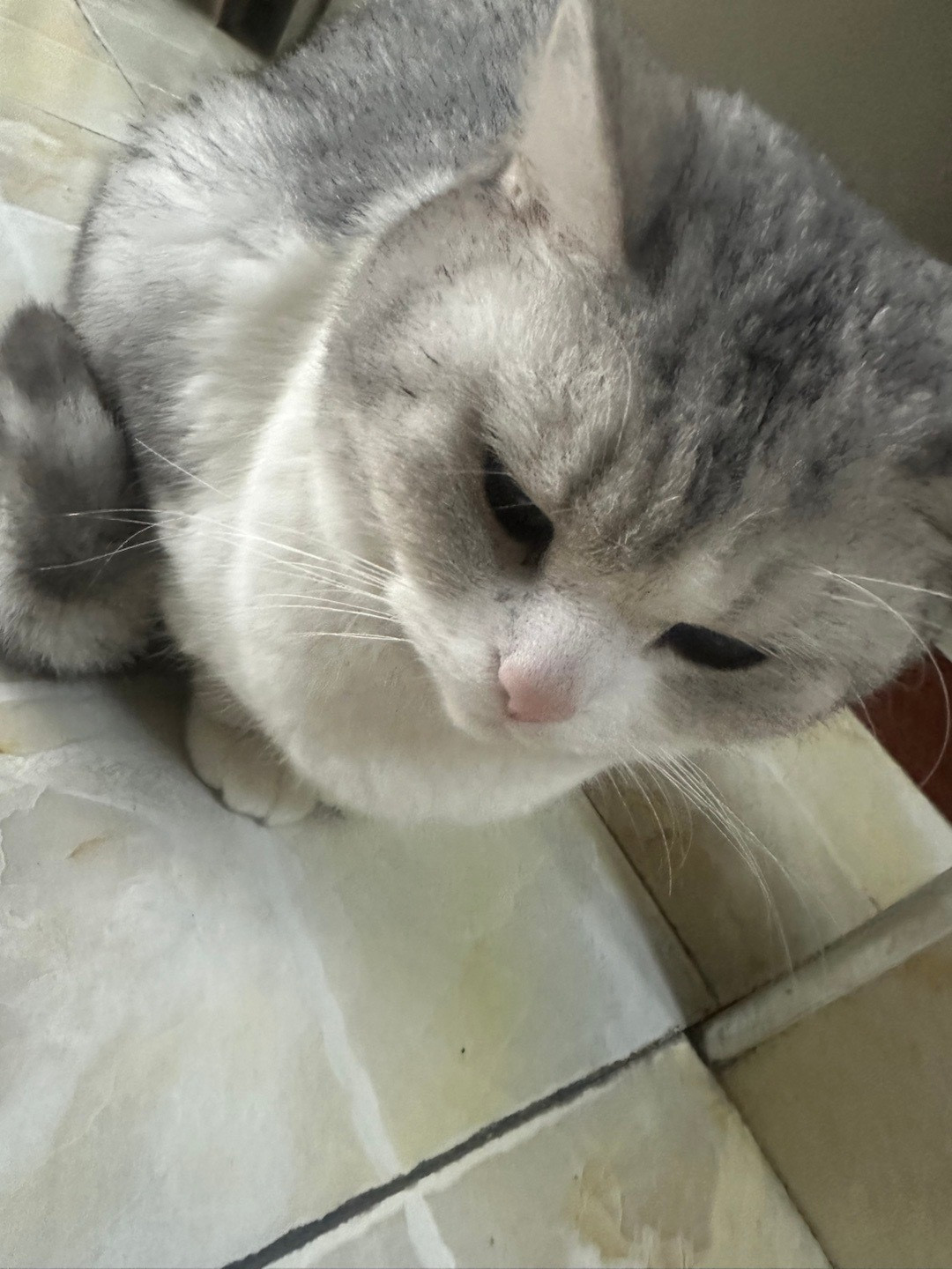 我的小猫咪，今晚回家就看不到你了，小糍粑，小可爱🥰！你就要回你原来的家了！宠物