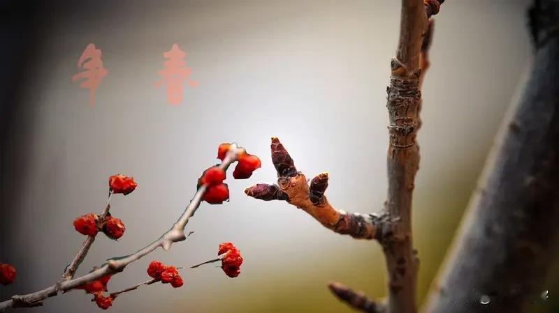 【踏莎行】迎春雪缀梅香，人归年近。春联腹稿推敲准。熬糖煮豆打糍粑，杀猪