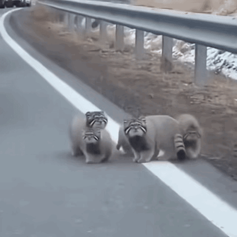 第一次见这么干净呆萌的兔荪一家，真是太惊喜了！几只小家伙排着队在高速路面上溜达，