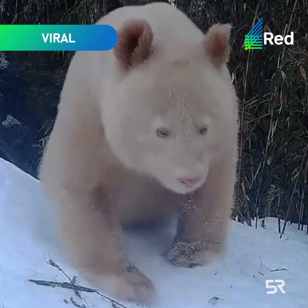 两张罕见的全白大熊猫的照片，并提及了这只大熊猫近期在社交媒体上的再次走红，此前它
