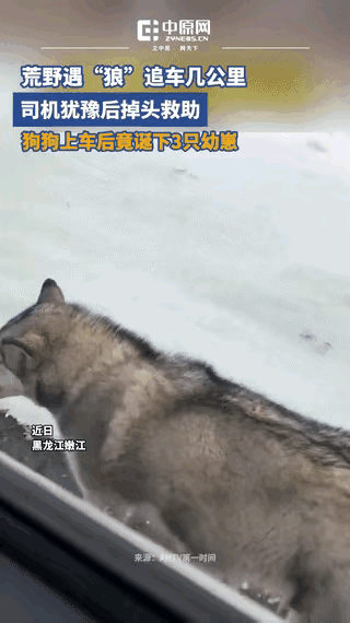 冰天雪地追车数公里！黑龙江女子心软掉头，狗狗上车后带来意外惊喜黑龙江，女子