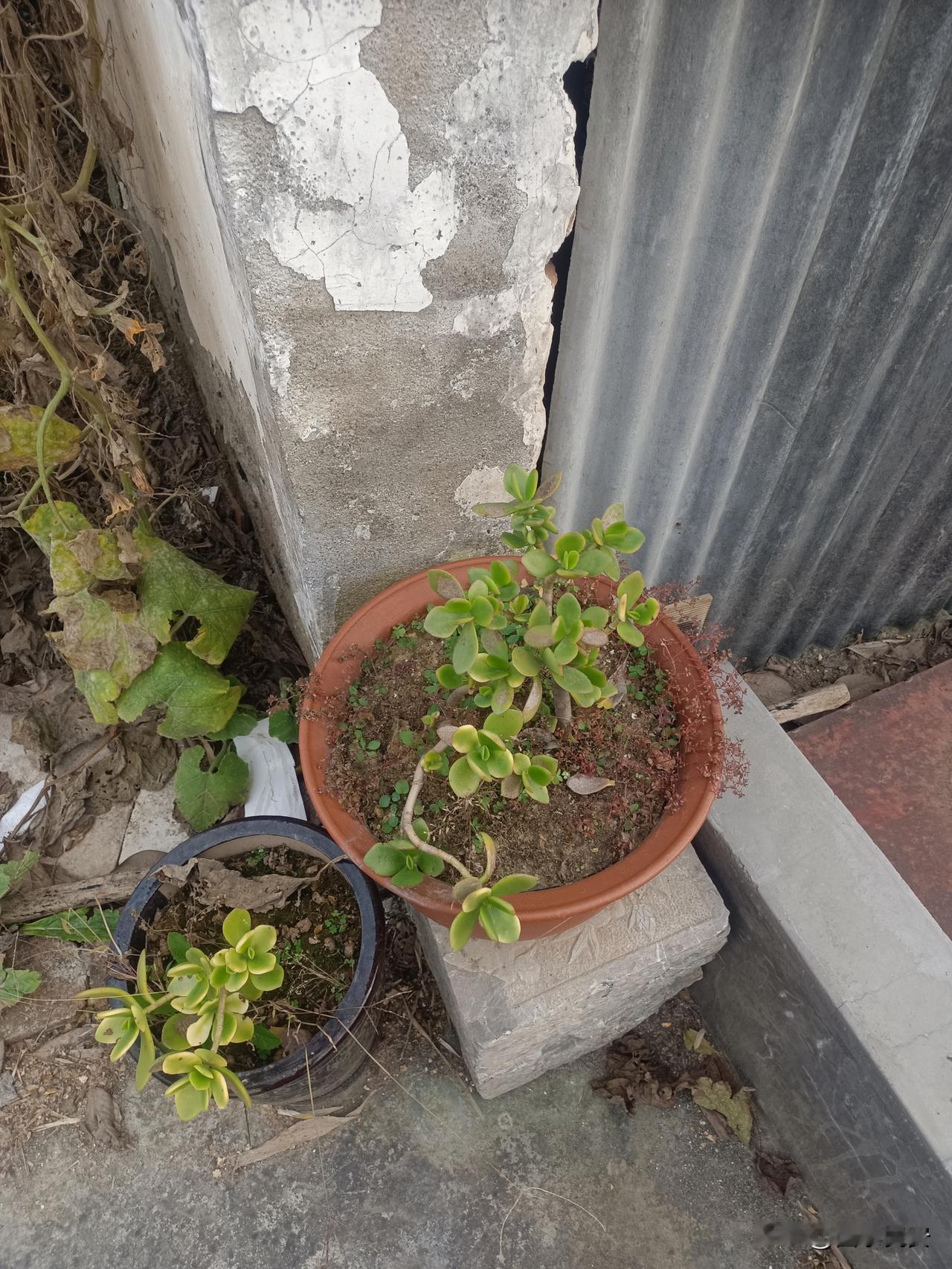 犄角旮旯里的小肉肉我家墙根那破花盆里，蹲了棵肉乎乎的小绿植——也不知道是啥品种