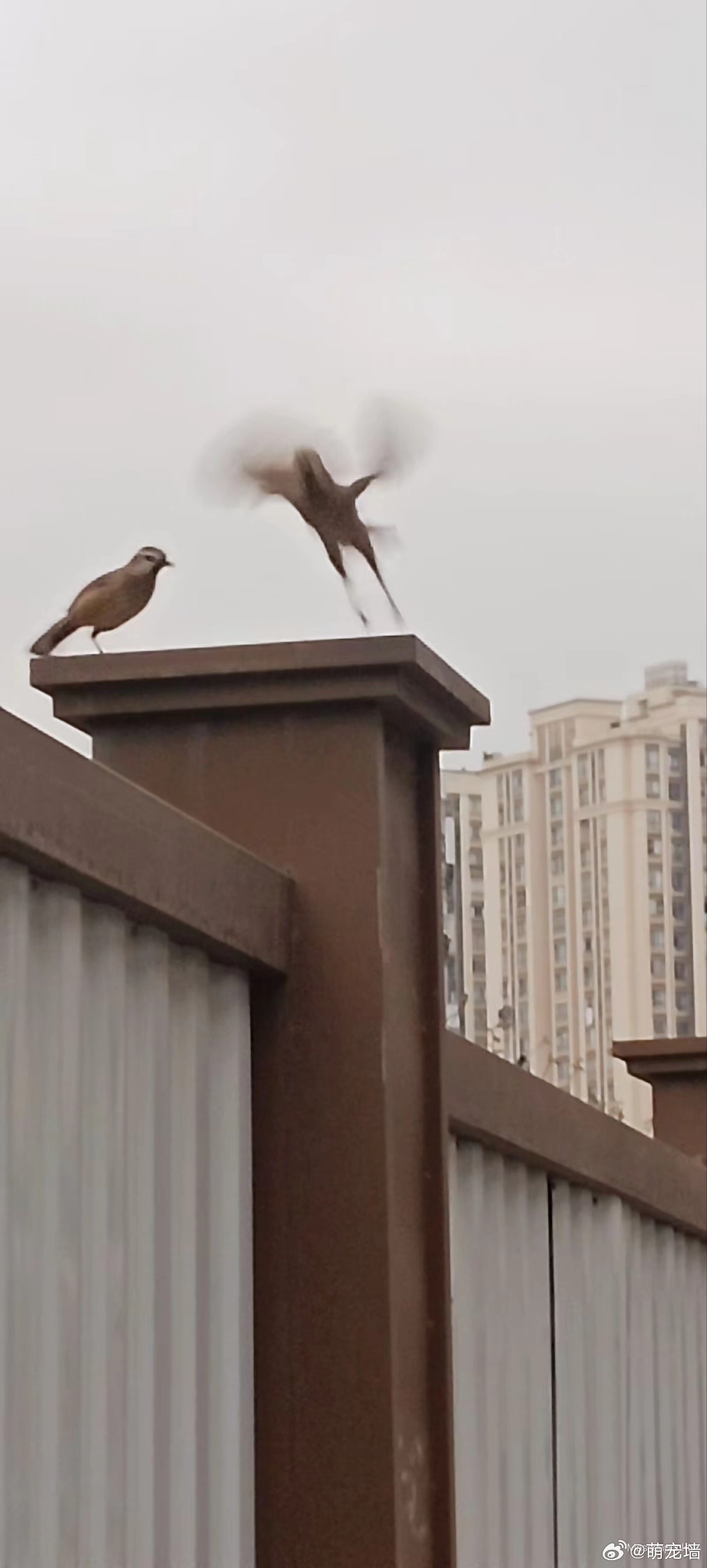 我感觉我拍到了宇宙中最神秘的鸟图