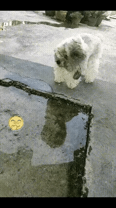 成精了！小狗天天跑水池打卡，专门过来欣赏自己的倒影🥰谁能想到，狗狗也会臭