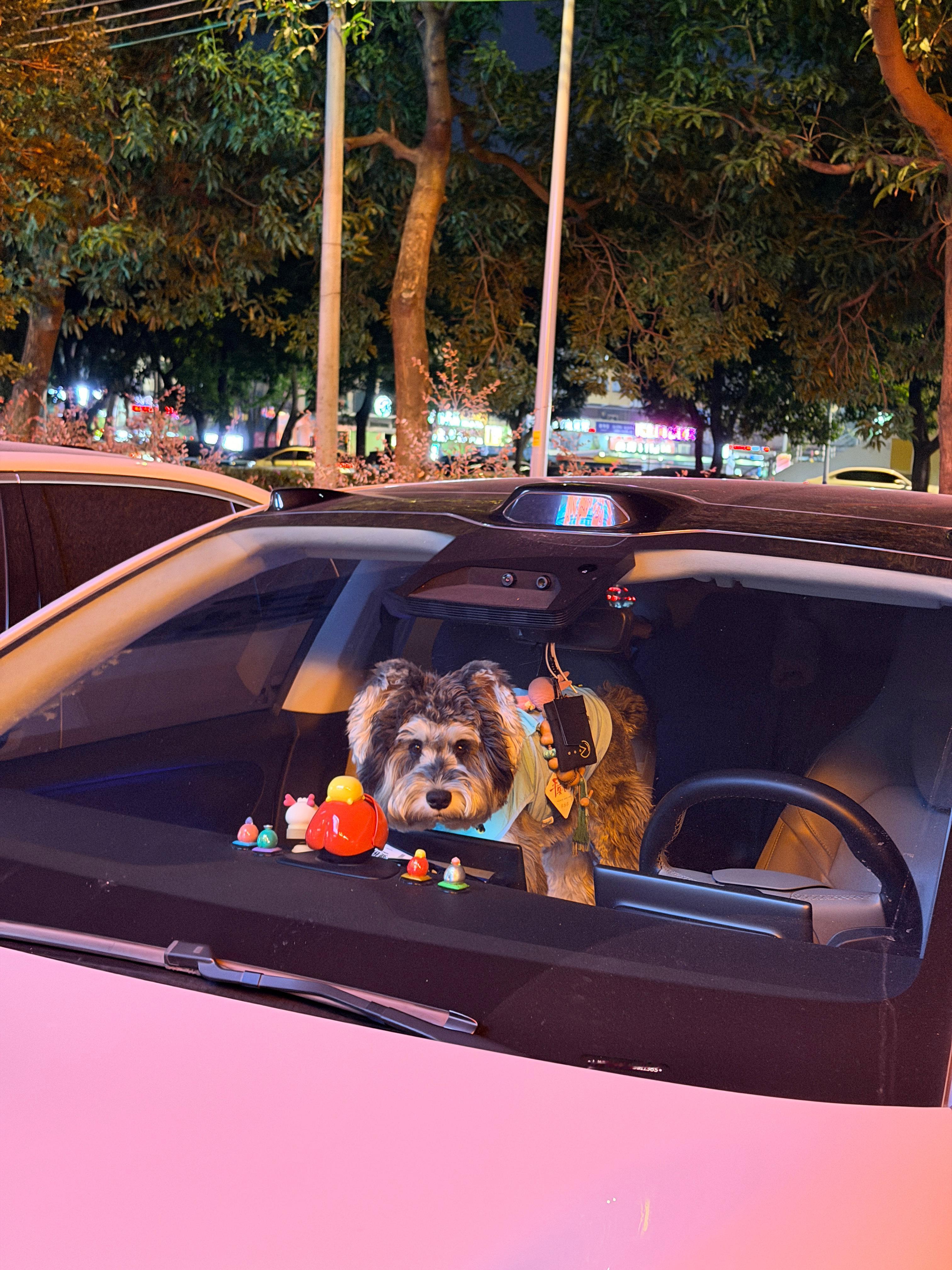 现在的电车宠物模式真的很实用啊毛孩子可以在车里悠然自得我们也可以跟朋友好好吃顿饭