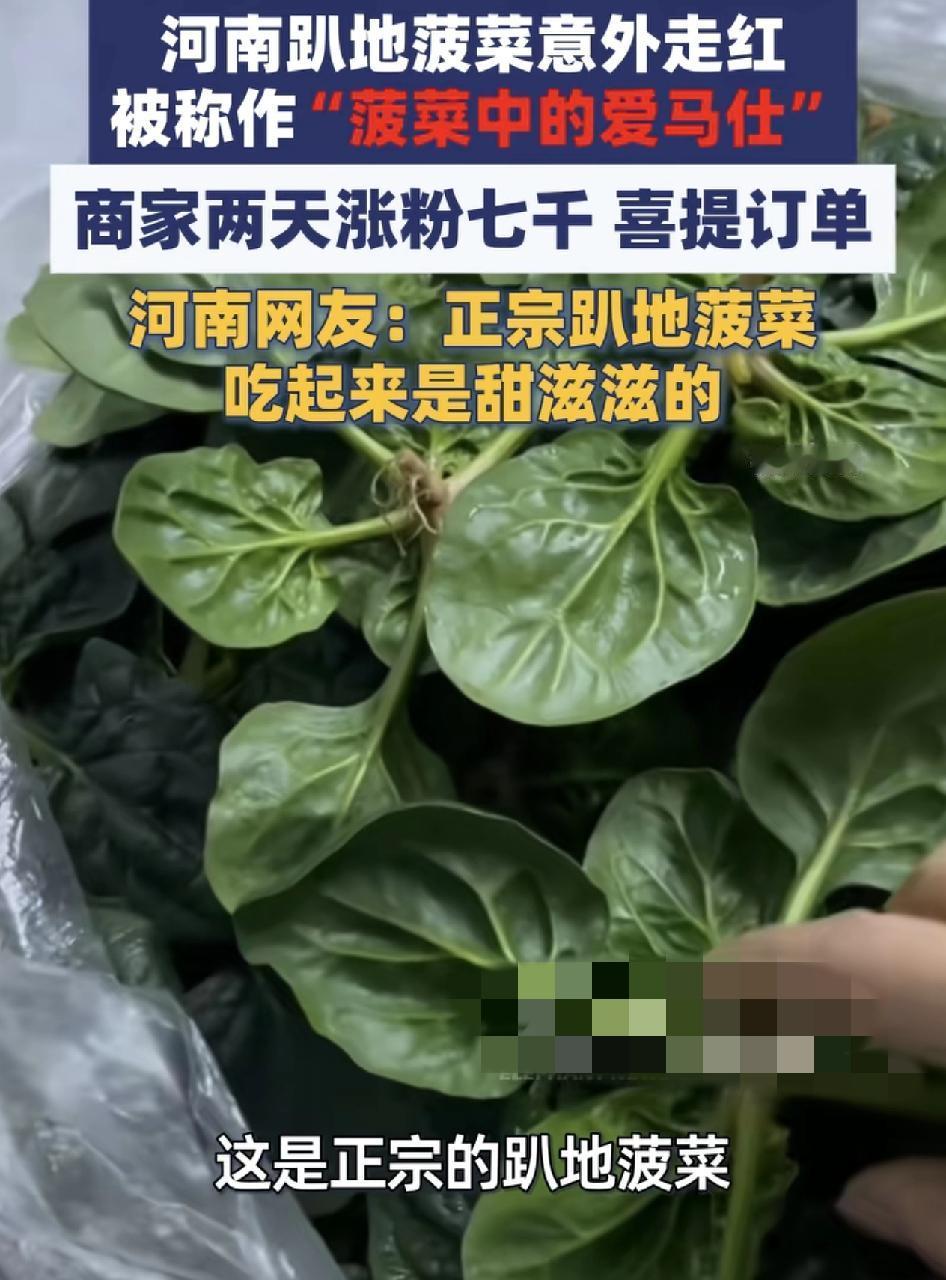 河南一种植菠菜的商家发布视频两天涨粉7000，张先生自家种植的帕蒂菠菜吸引了大量