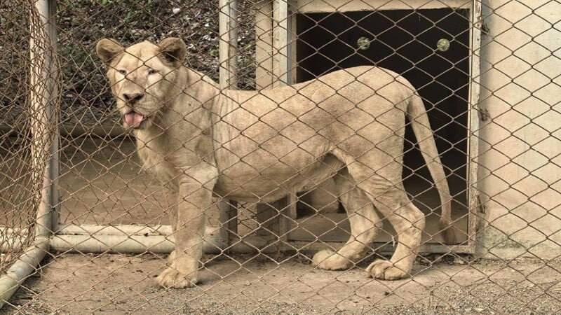 细思极恐，泰国军队不仅仅在柬埔寨赌场发现了大黑熊，又在柬埔寨边境大赌场深处，发现