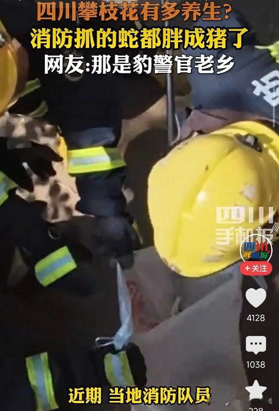14斤的眼镜王蛇盯着你的时候，脑子里只剩一个念头：四川有多养生，蛇怎么也这么会吃