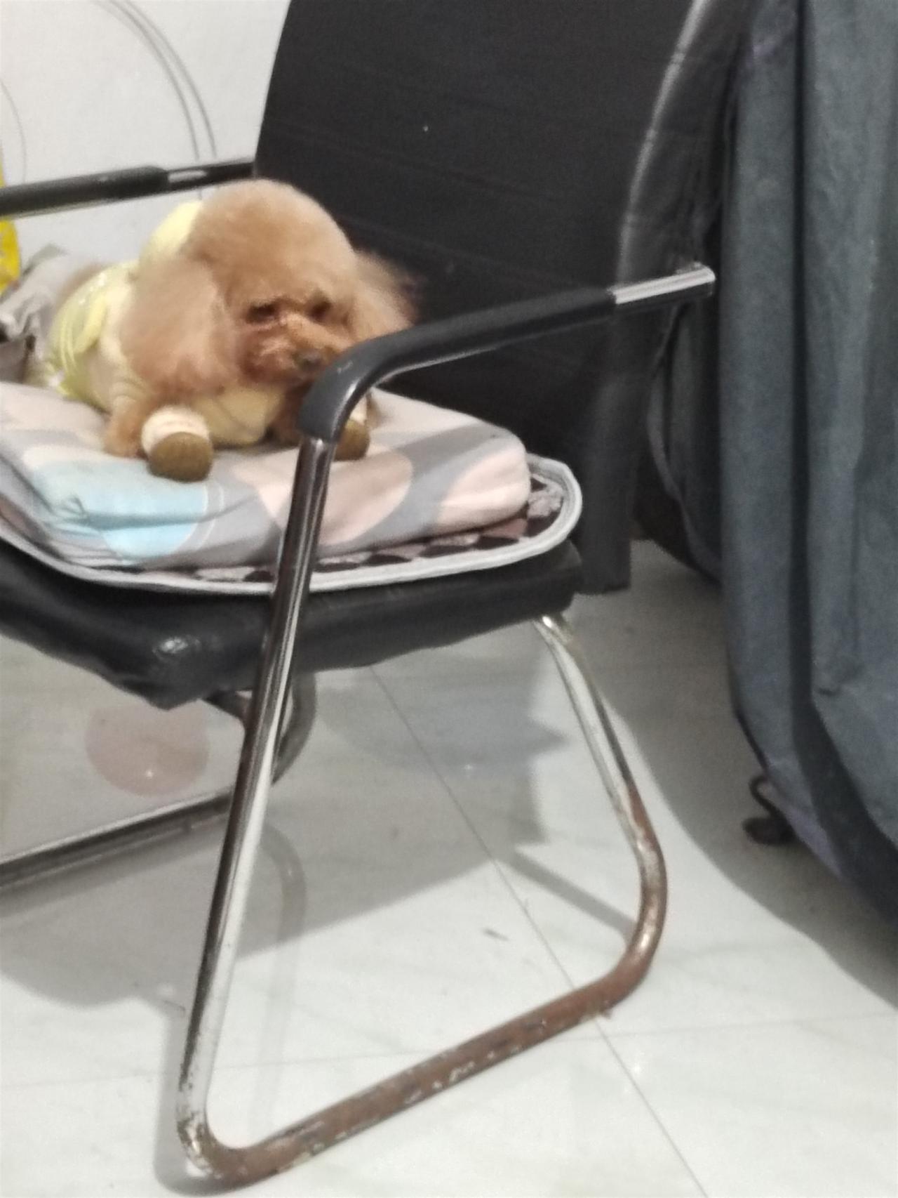 冬日生活打卡季看看这个萌萌的泰迪怎么样啊？