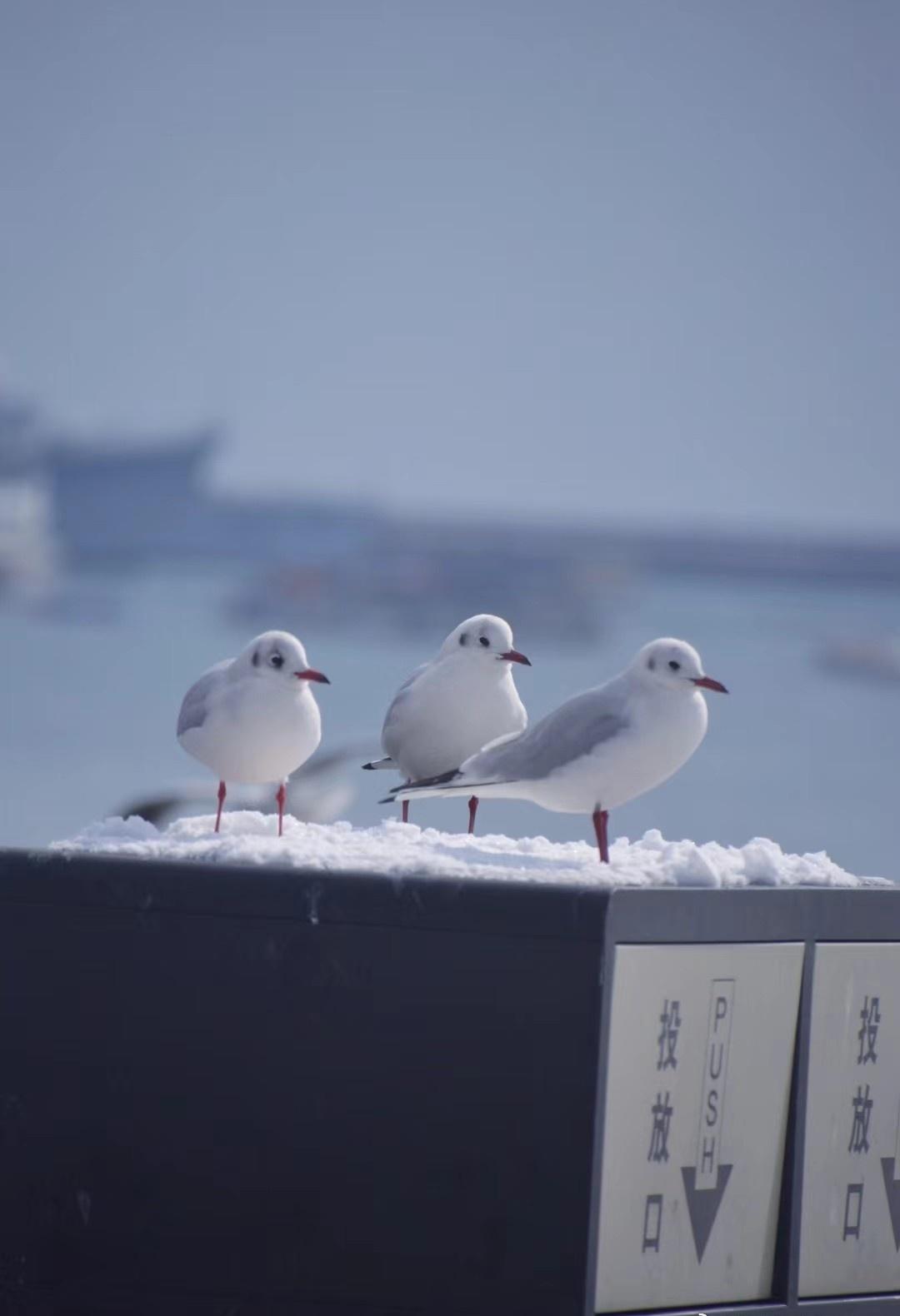 郑州迎入秋后第一场雪郑州迎入秋后第一场雪,当街头行人从短袖骤换羽绒服,郑州这场十