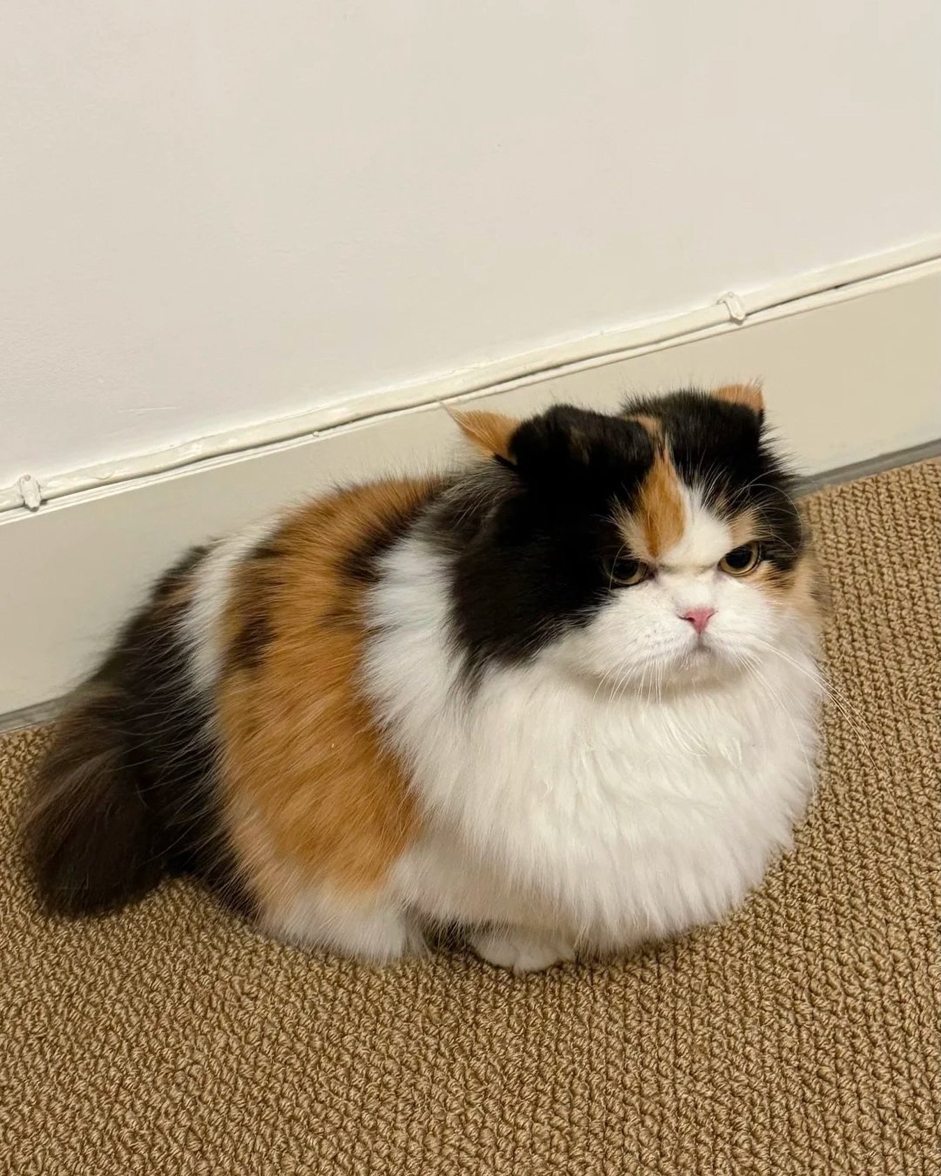 大家有没有气鼓鼓的小猫~行行好我想看气鼓鼓的小猫咪