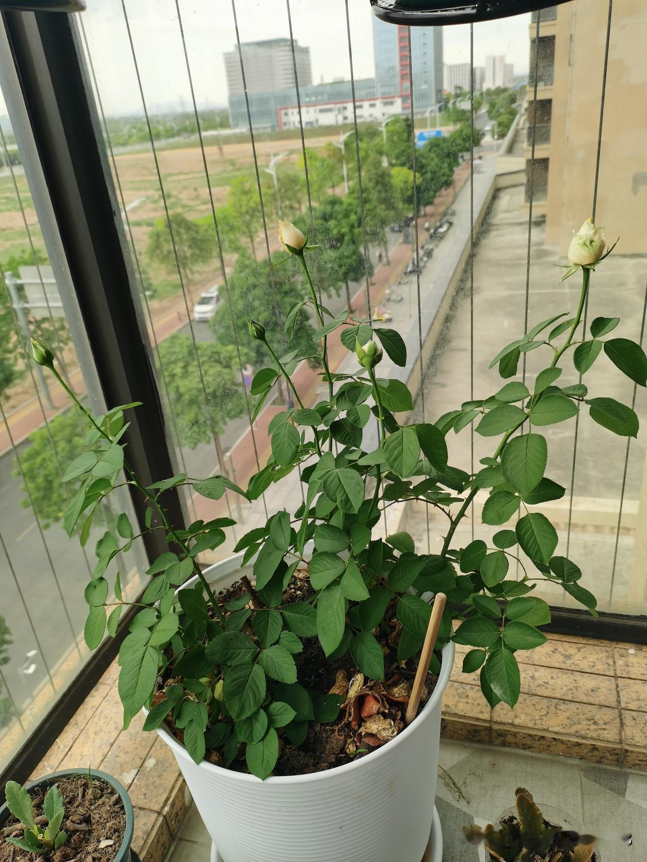 李大姐性情忽变，李大姐58岁，退休工资4500元左右，但她一直在上班，恨不得有分