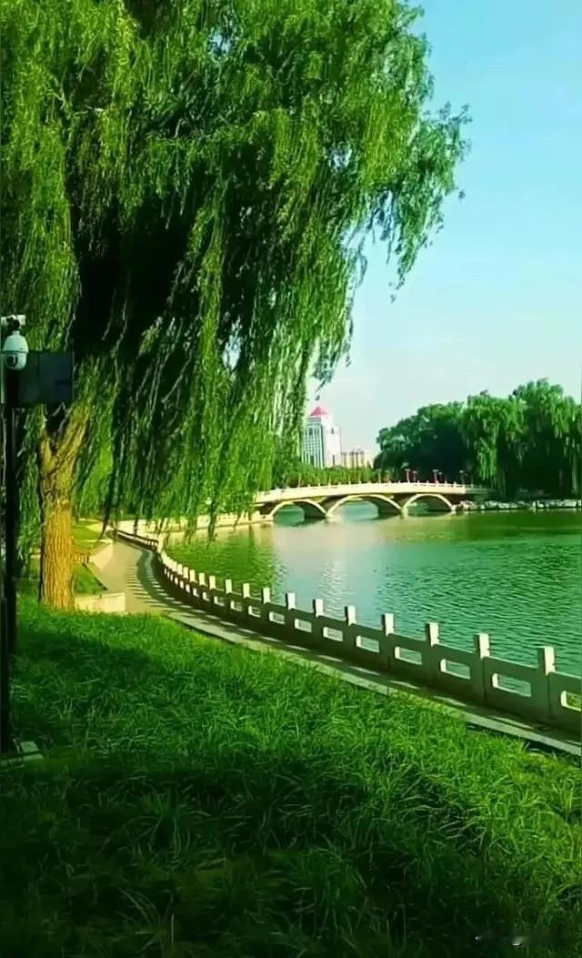 35℃高温下全副武装遛狗：烈日下最动人的身影，诠释什么叫真正的温柔！傍晚时分