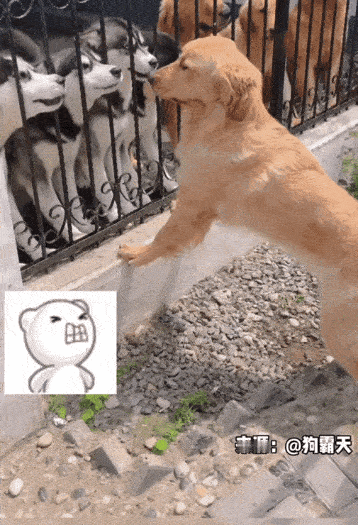 “笑不活了！”女子带金毛出门遛弯，路过一户院子时，院里一群狗狗突然冲着金毛狂叫。