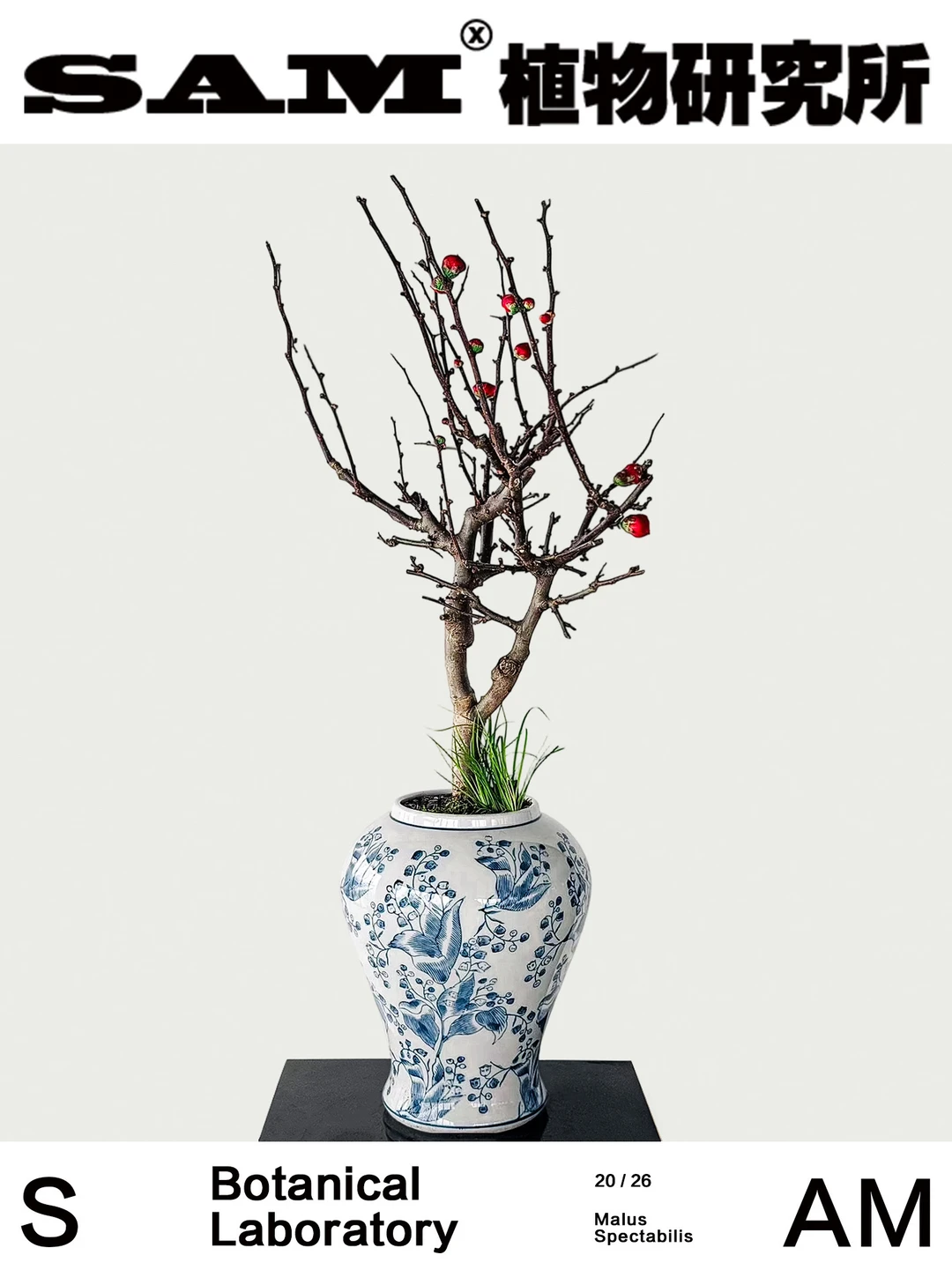 红花玫瑰海棠｜Malus Spectabilis