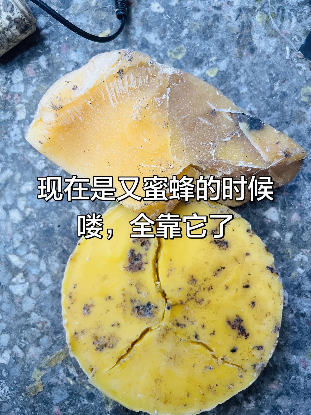 现在很多人去山上挖洞诱蜜蜂了，这时候的蜜蜂很快就要分家了，是诱蜂的好时机，这是
