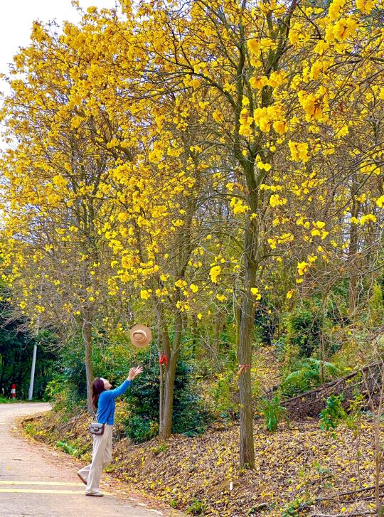 3.16实拍❗️被黄花风铃木花海点亮整个春天🌼