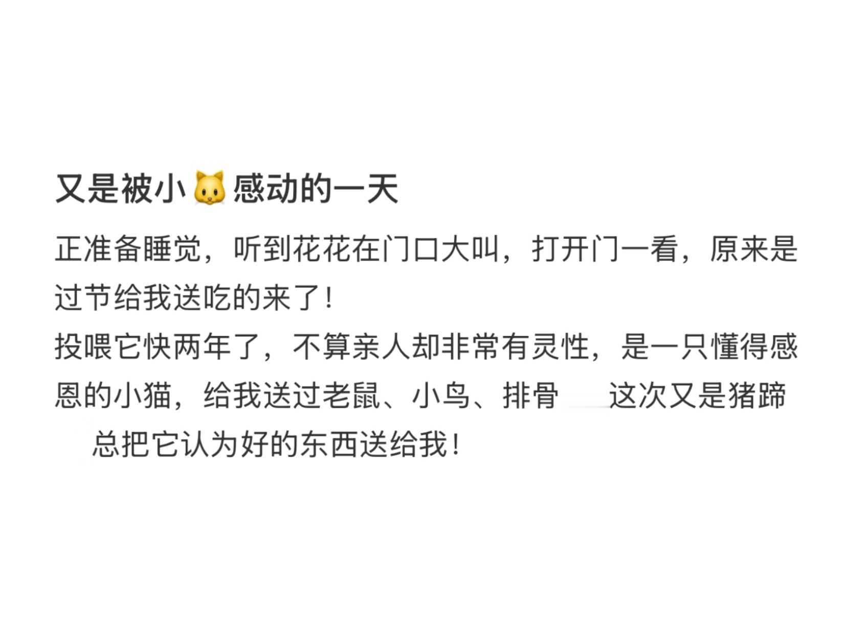 流浪小猫给我投喂了一个猪蹄[哭哭]这对于小猫来说得是多珍贵多难找的东西啊[哭哭]