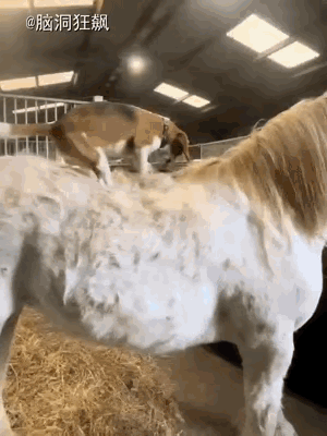 笑不活了！这狗子简直是被铲屎官耽误的“金牌理毛师”啊！主动上岗不说，还自带“