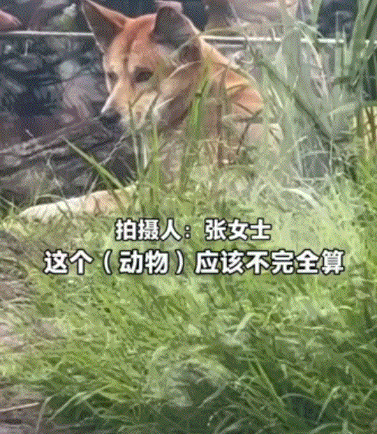 万万没有想到，一女子去澳大利亚悉尼动物园游玩，期间就看到一个关着澳州野生犬的地方