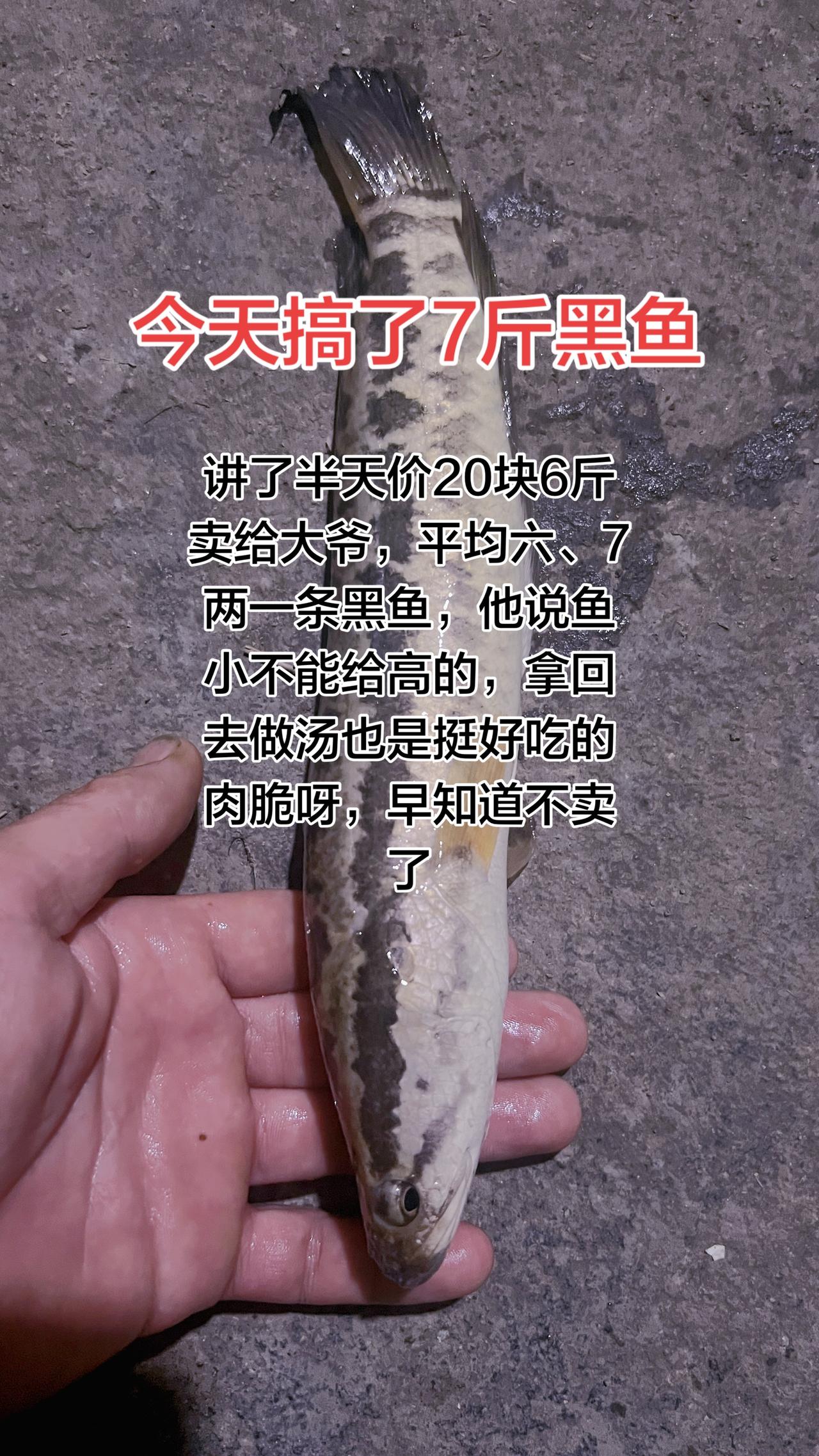 这黑鱼虽然小，但是做清汤也是挺清的甜，六斤鱼卖给大爷才给20，他说这个太小了，价