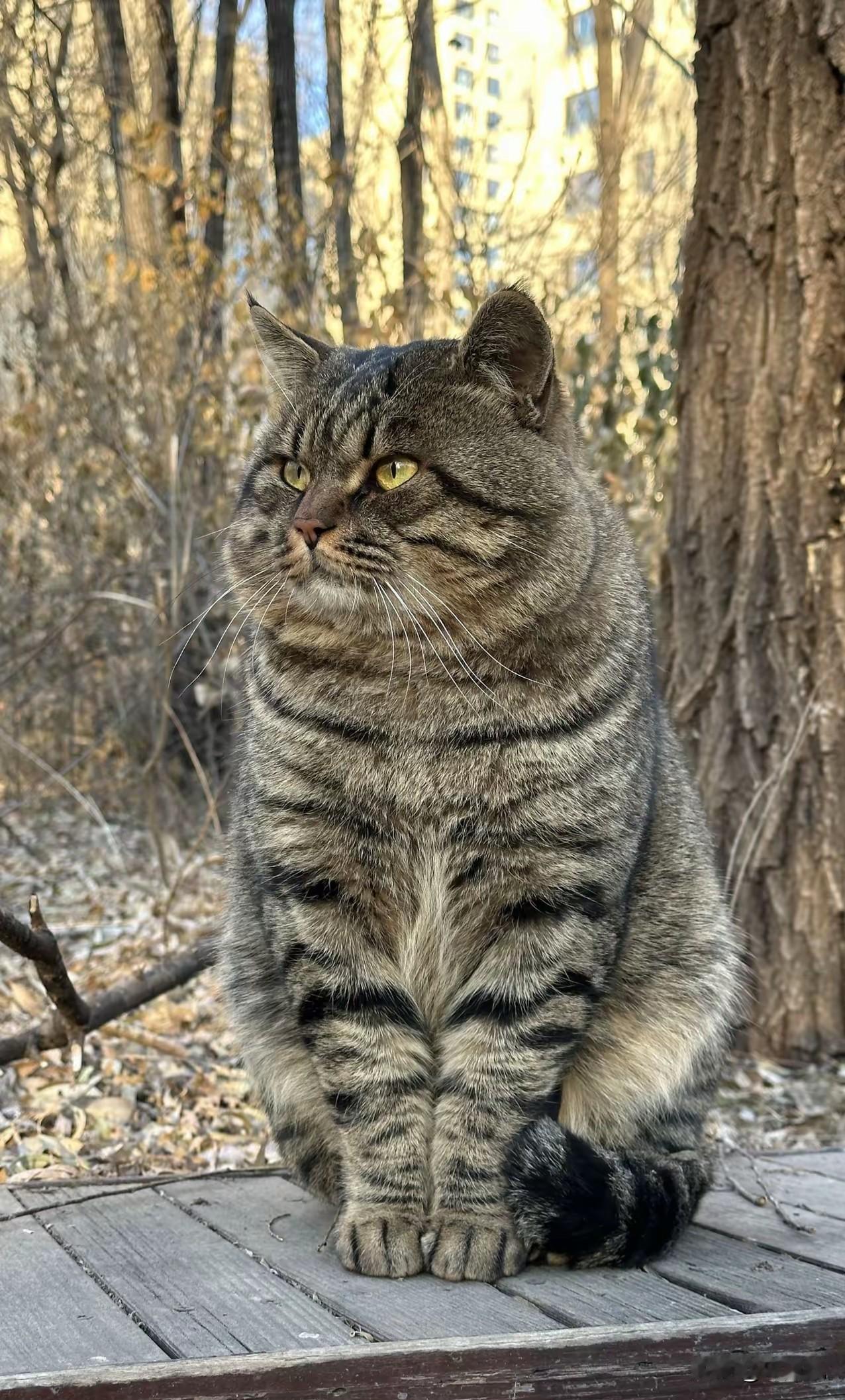 不知可有小伙伴有同样的感受，就是发现今年的骚扰电话特别多，各种Z骗电话层出不穷。