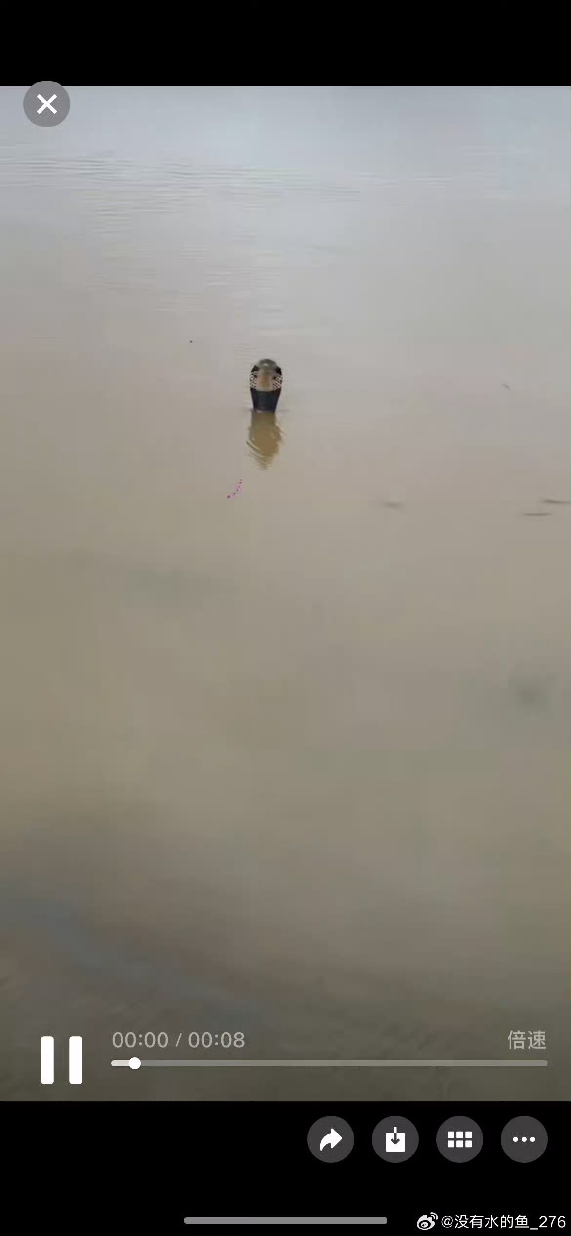 广西蛇场我的妈呀好吓人，头皮发麻，要是这个时候被困在水里还遇到了蛇