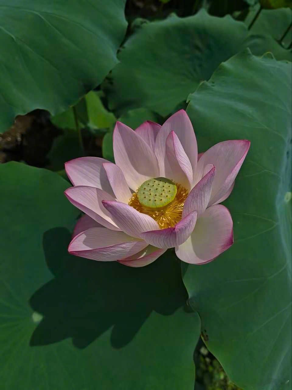#三甲医院裁员#目前医保控费加医保局普遍拖欠医院该付的医保资金的的现实情况下，医院日子已经举步维艰。