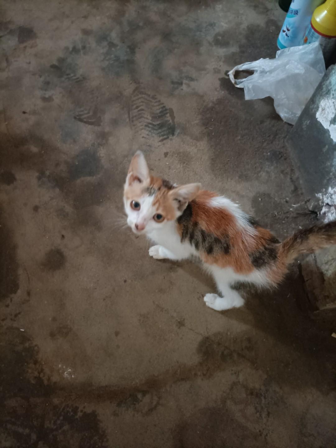 卖友求荣的商鞅商鞅初到魏国，与公子卬共同求学于丞相公叔痤。俩人友谊深厚，公