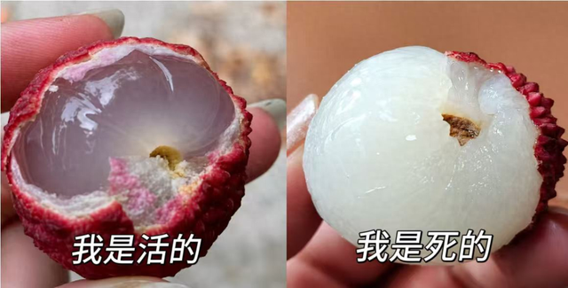你的荔枝, 还“活着”吗?