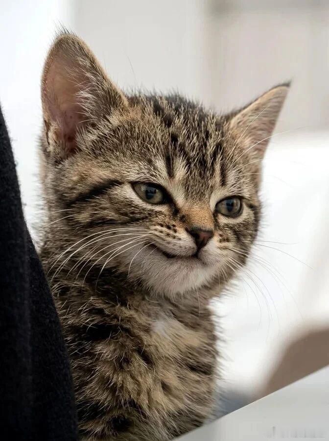 狸花猫偷吃两只猫看呆狸花猫——不好惹的存在，只有在爷爷奶奶手里是乖乖咪，在外咪眼