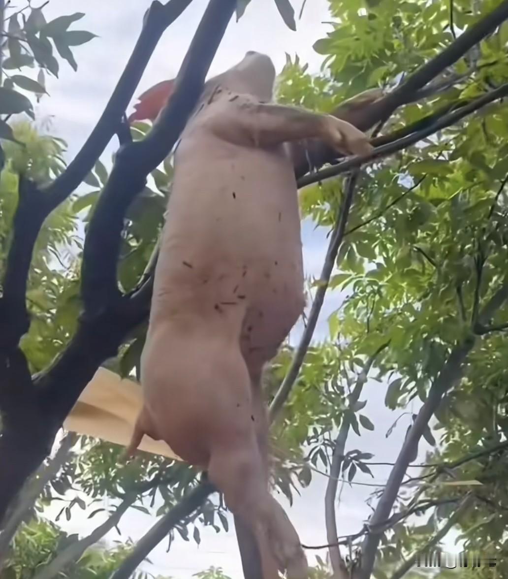 比国土还大的台风横扫菲律宾‼️4场台风后越南庄稼全烂、通讯中断，灾民连避雨处都没