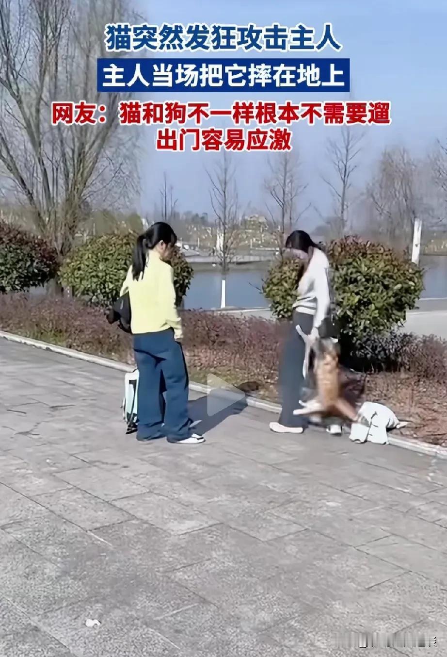 奉劝大家不要把猫咪当成宠物来养，更不要牵着猫咪出去遛猫。一女子同闺蜜一起出去遛猫