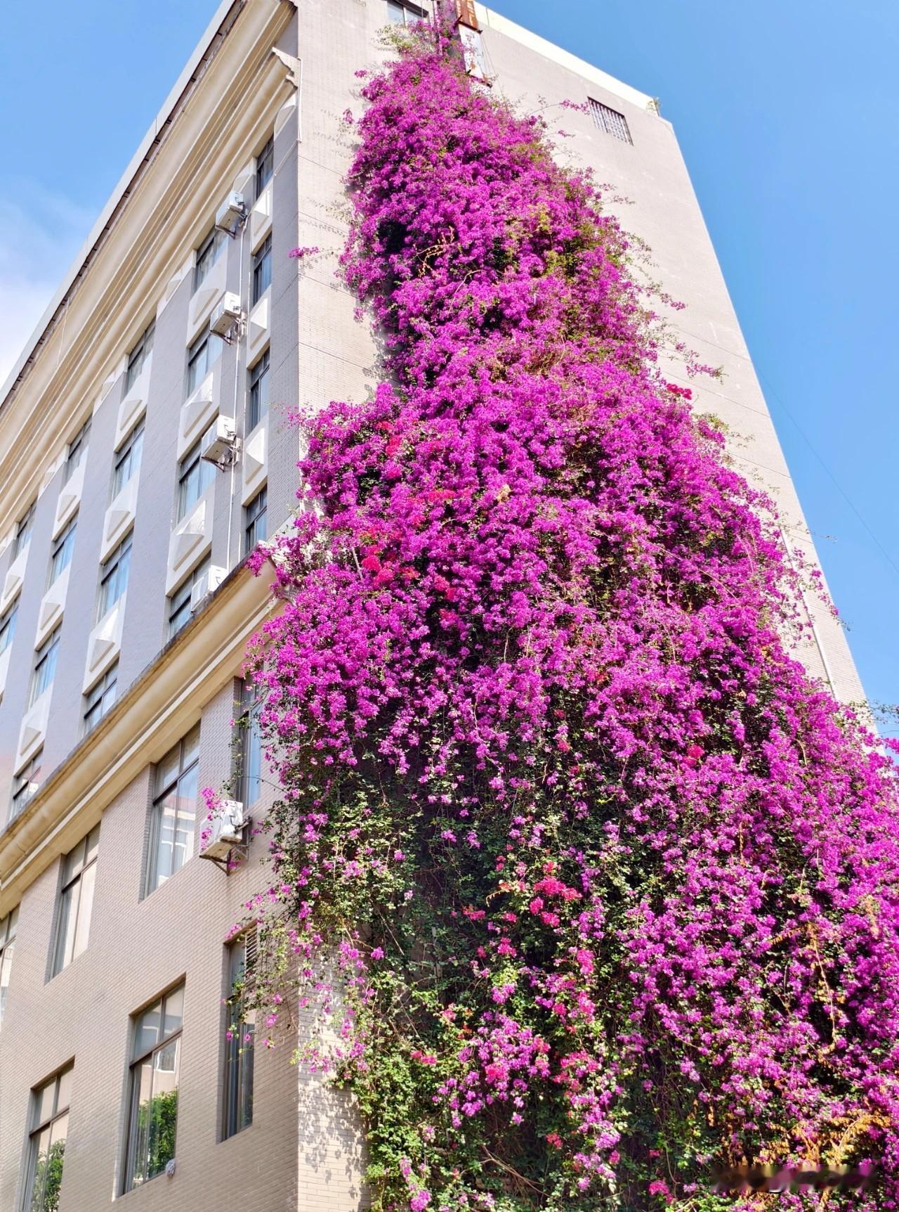 七八层楼高的三角梅，真心好看！秋冬季，天气微凉，三角梅开始开花了。这是阳江市一