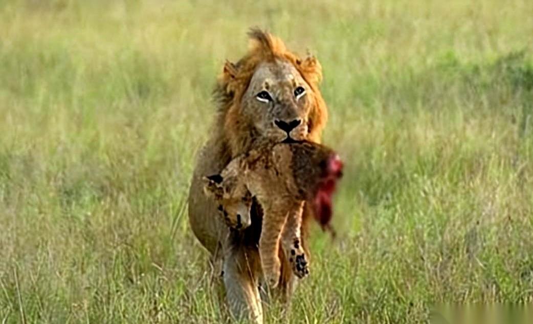 新国王登基，第一件事，屠杀。把前任留下的所有孩子，一个不留，全干掉。别跟我扯