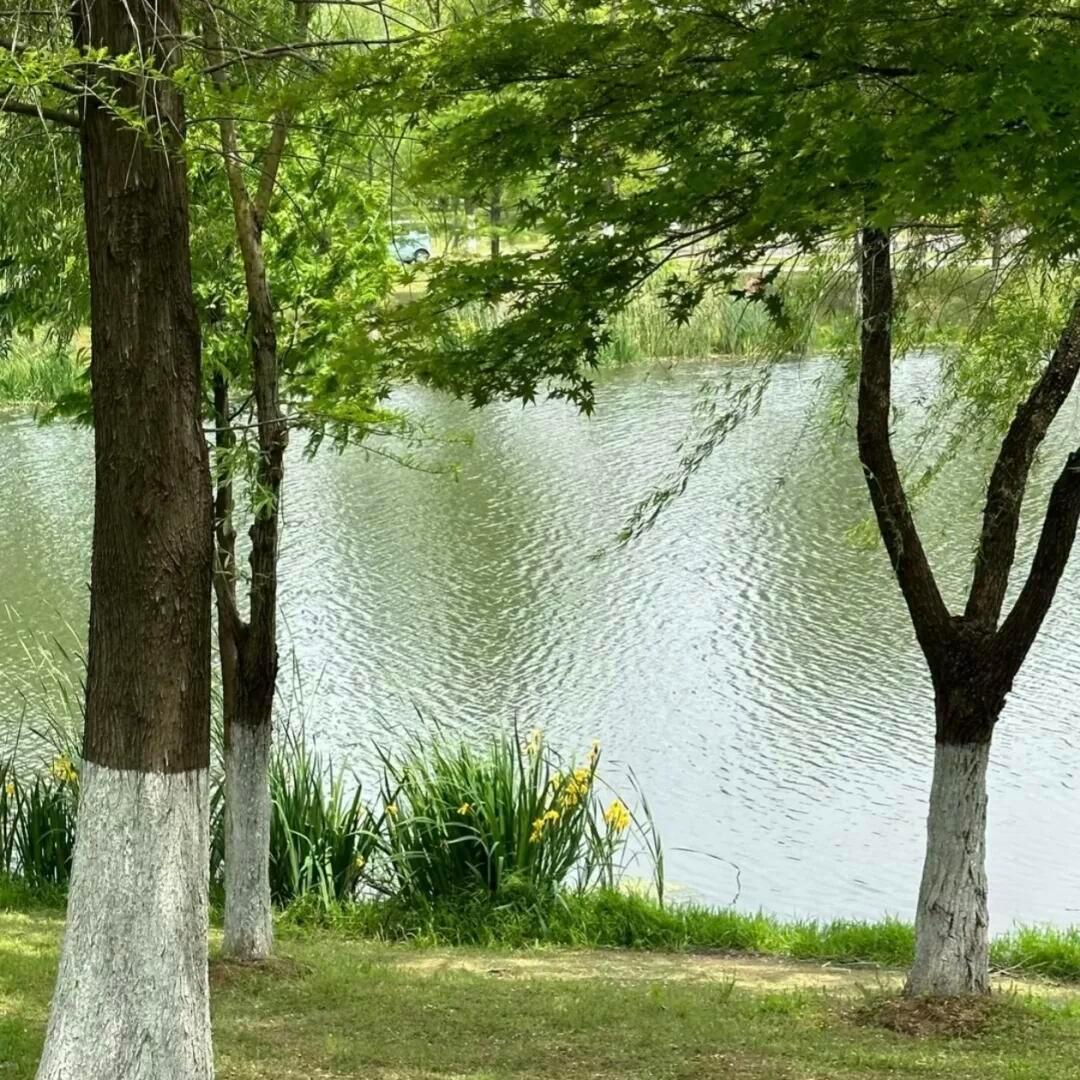 丰富一下绿色自然系背景图‪.ᐟ‪.ᐟ盛夏壁纸大放送动漫仲夏狂欢季