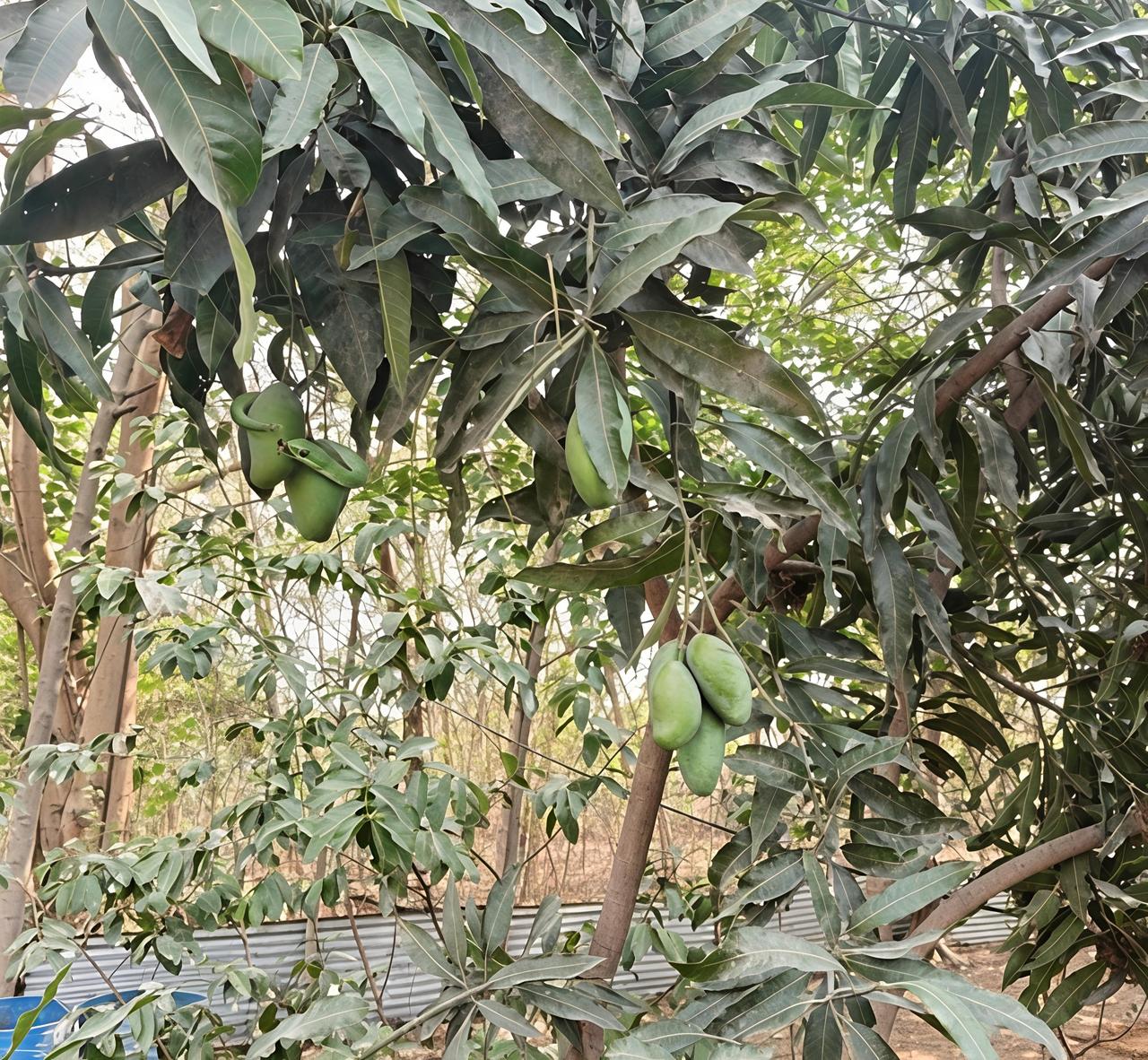 一位正打算制作芒果酸辣酱印度的男子，发现一棵树上未成熟的芒果旁盘绕着一条青蛇，且