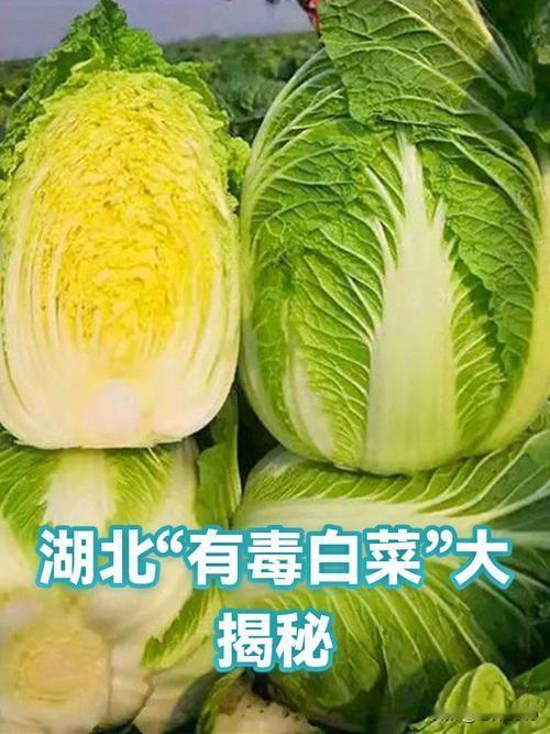毒白菜是怎么被发现的？一，八月二十二号，博主“渔猎齐哥”在河北省张家口发现菜市